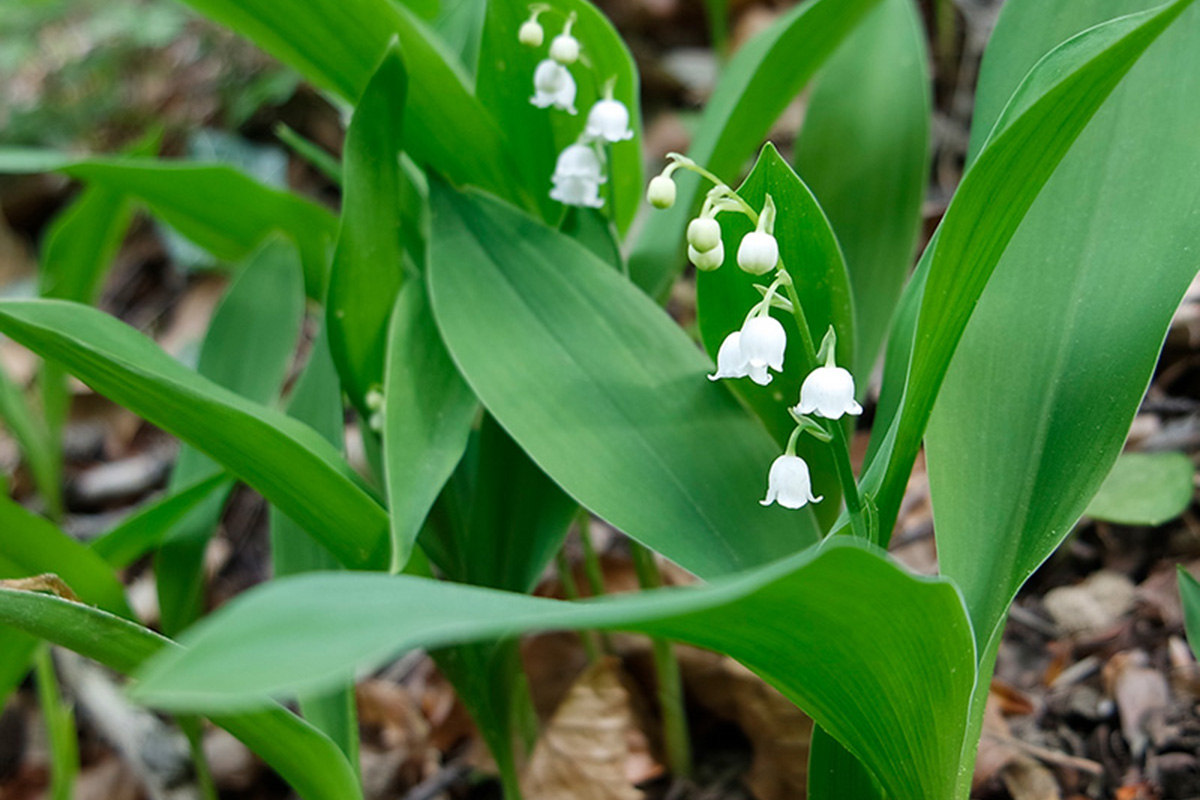 Växter som sniglar inte gillar: Liljekonvalj