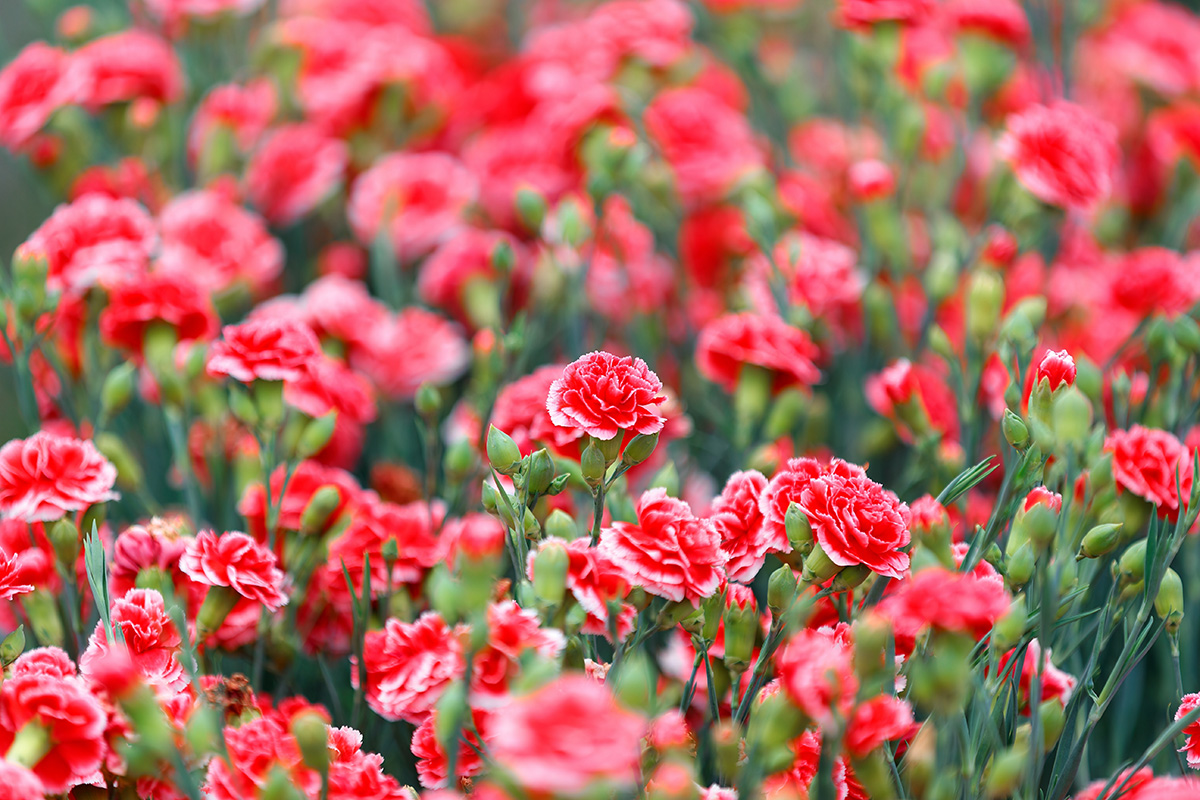 Blommor som inte sniglar gillar: Nejlika