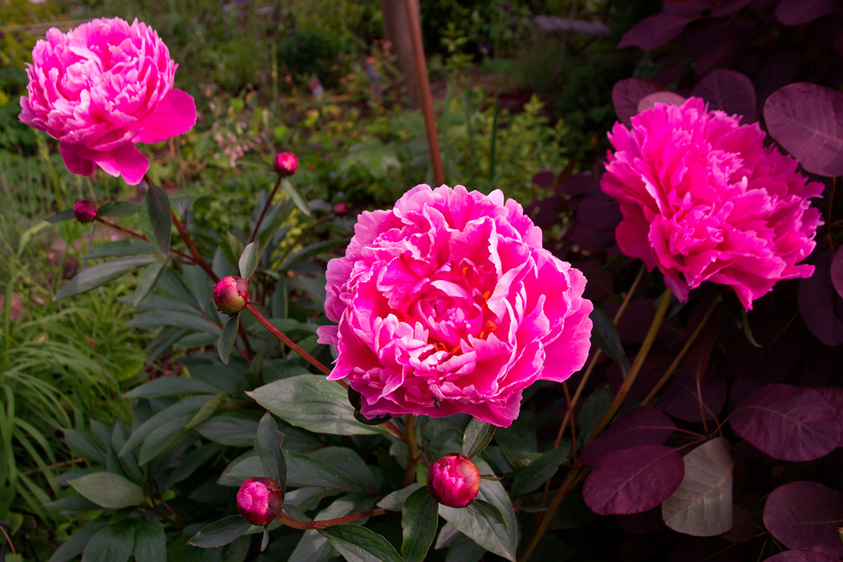 Vilka växter äter inte sniglar: Pion