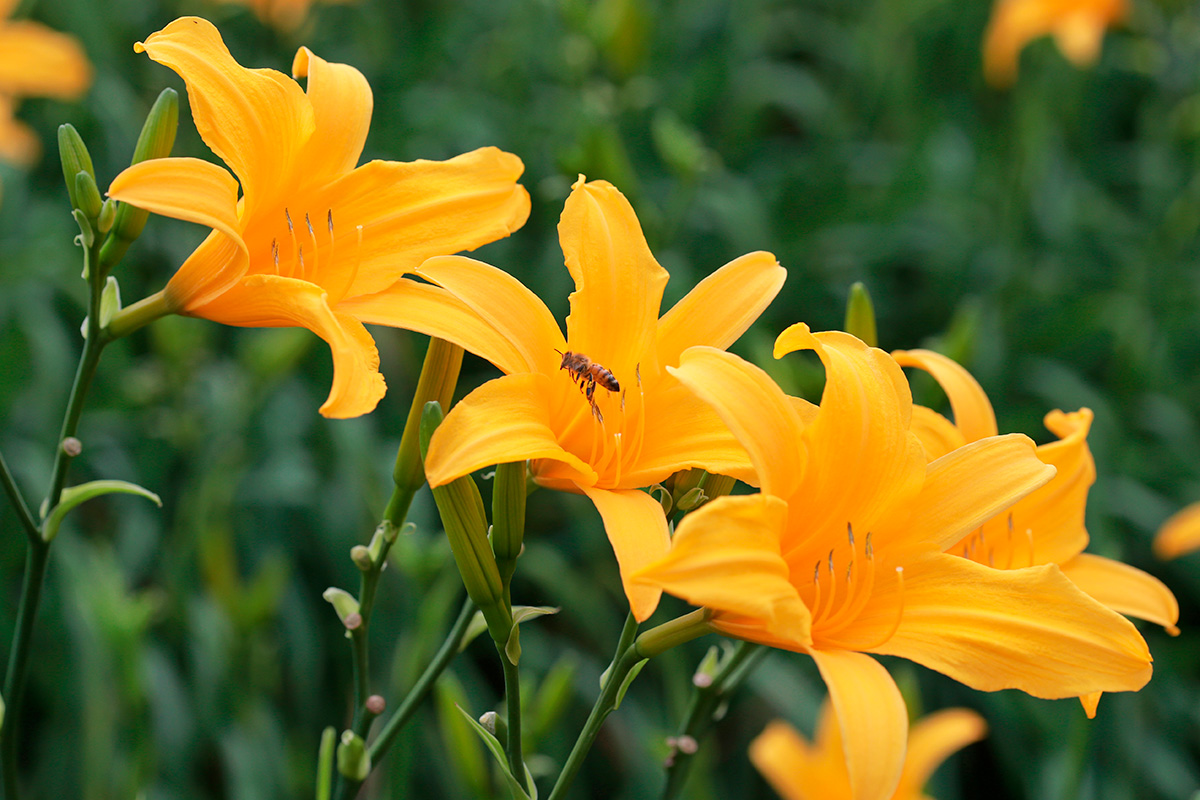 Växter som sniglar inte gillar: Daglilja