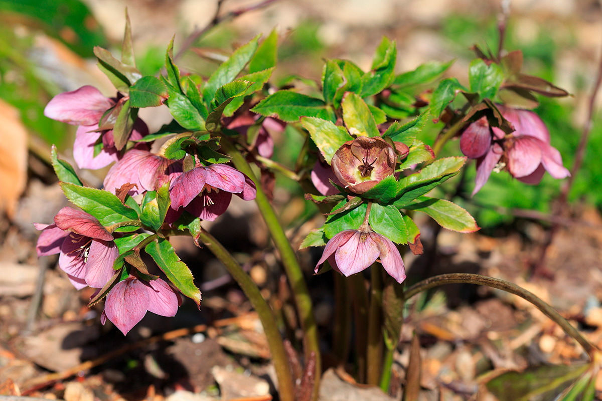 Blommor som inte sniglar gillar: Julros