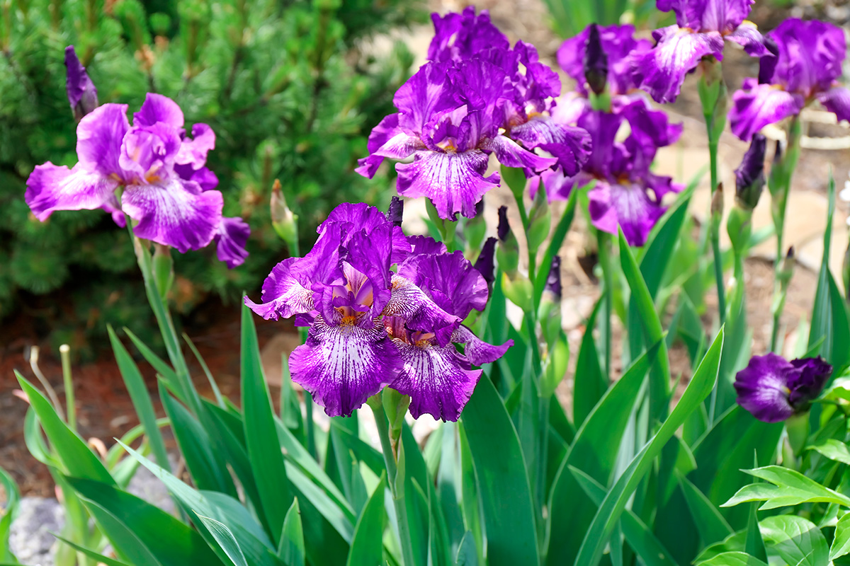 Växter mot sniglar: Iris