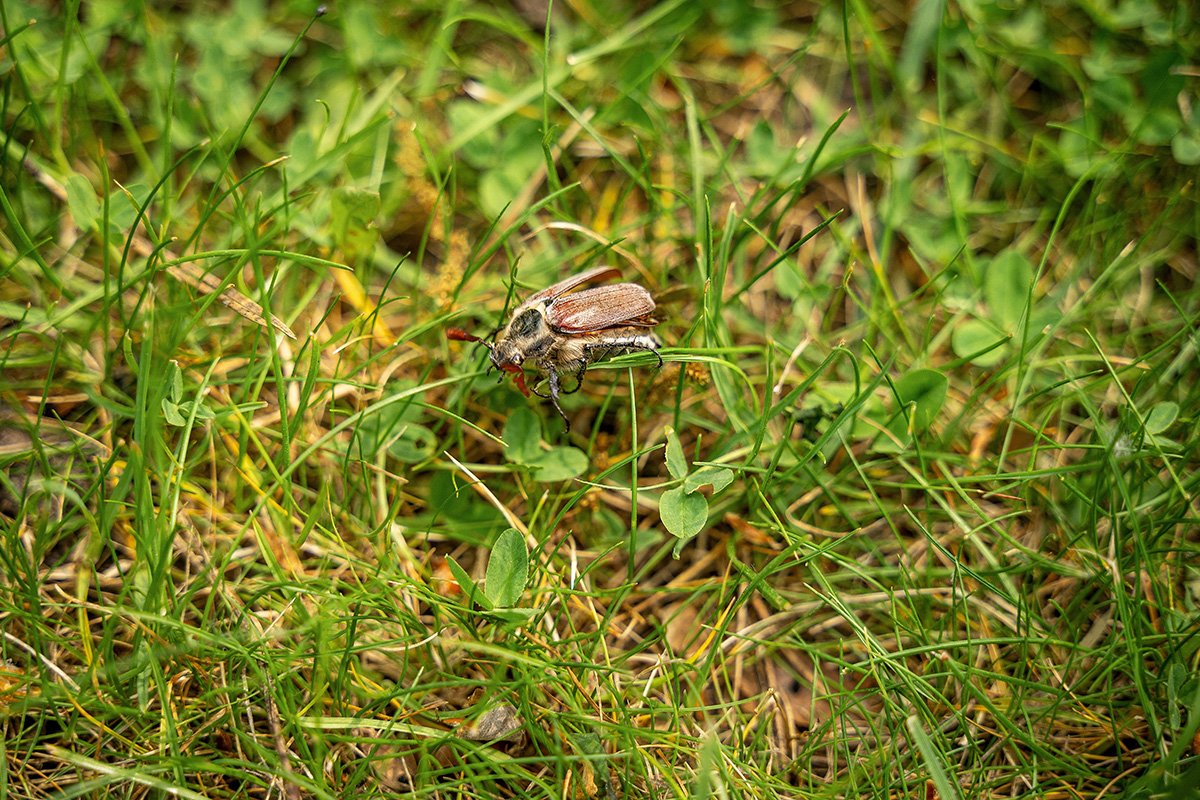 Ollonborre gräsmatta