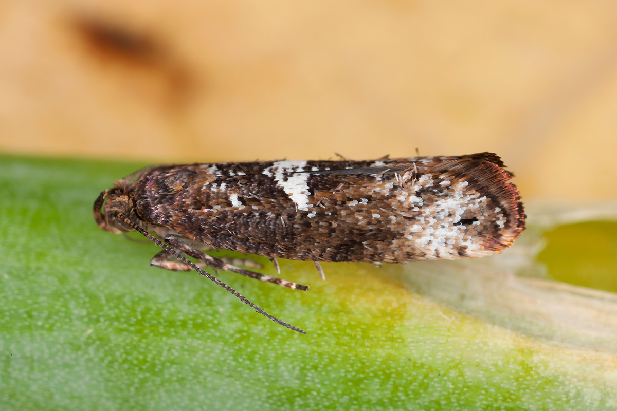 Porremøl bekæmpelse