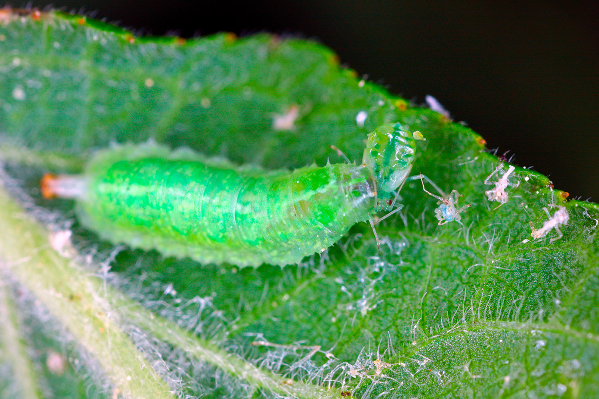 Hvilken larve er det? Svirrefluelarve