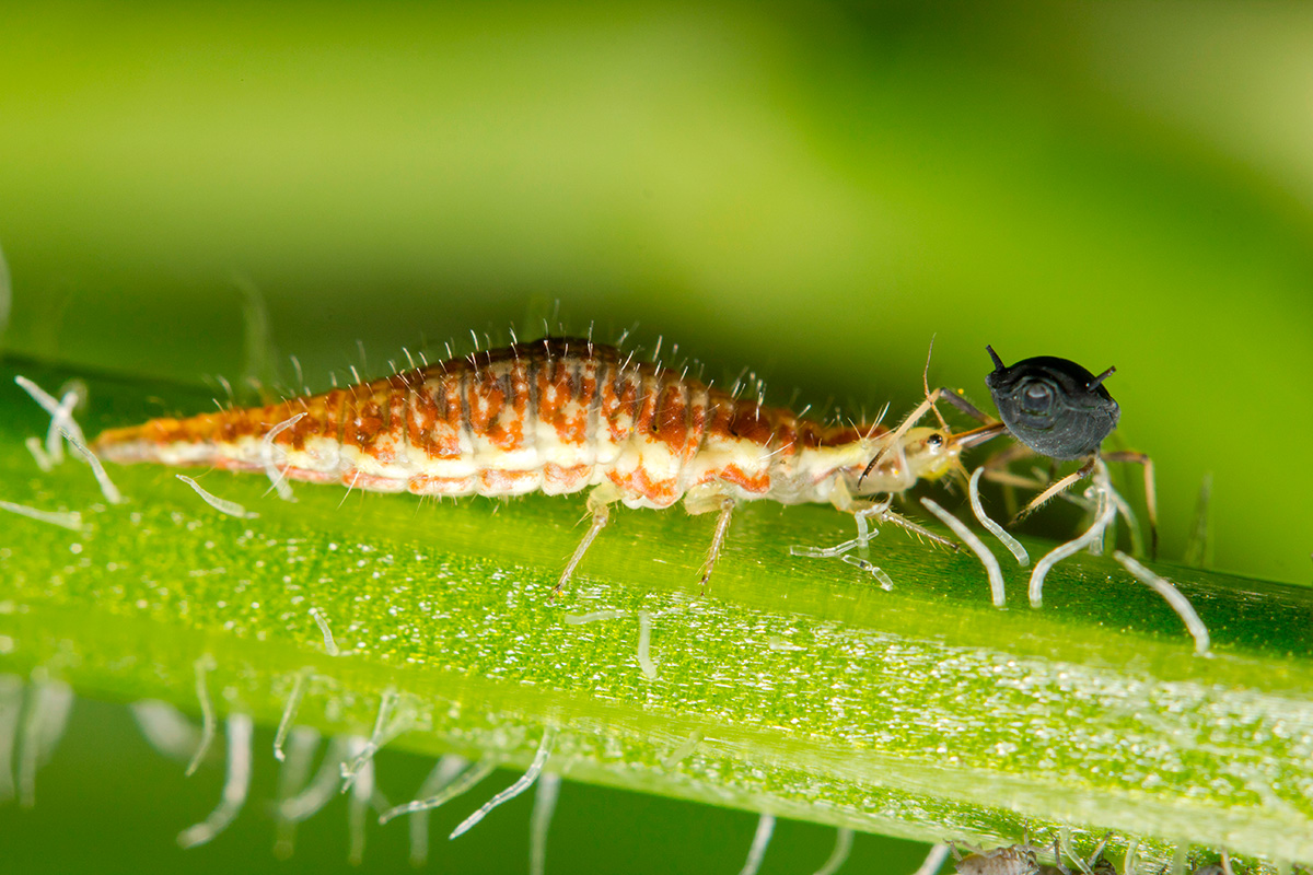 Hvilken larve er det? Guldøjelarve