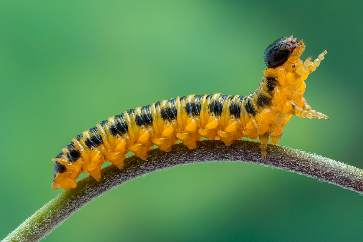 Gul larve: Snyltehvepselarve