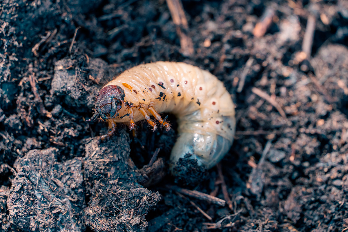 Larver i græsplænen: Oldenborrelarve