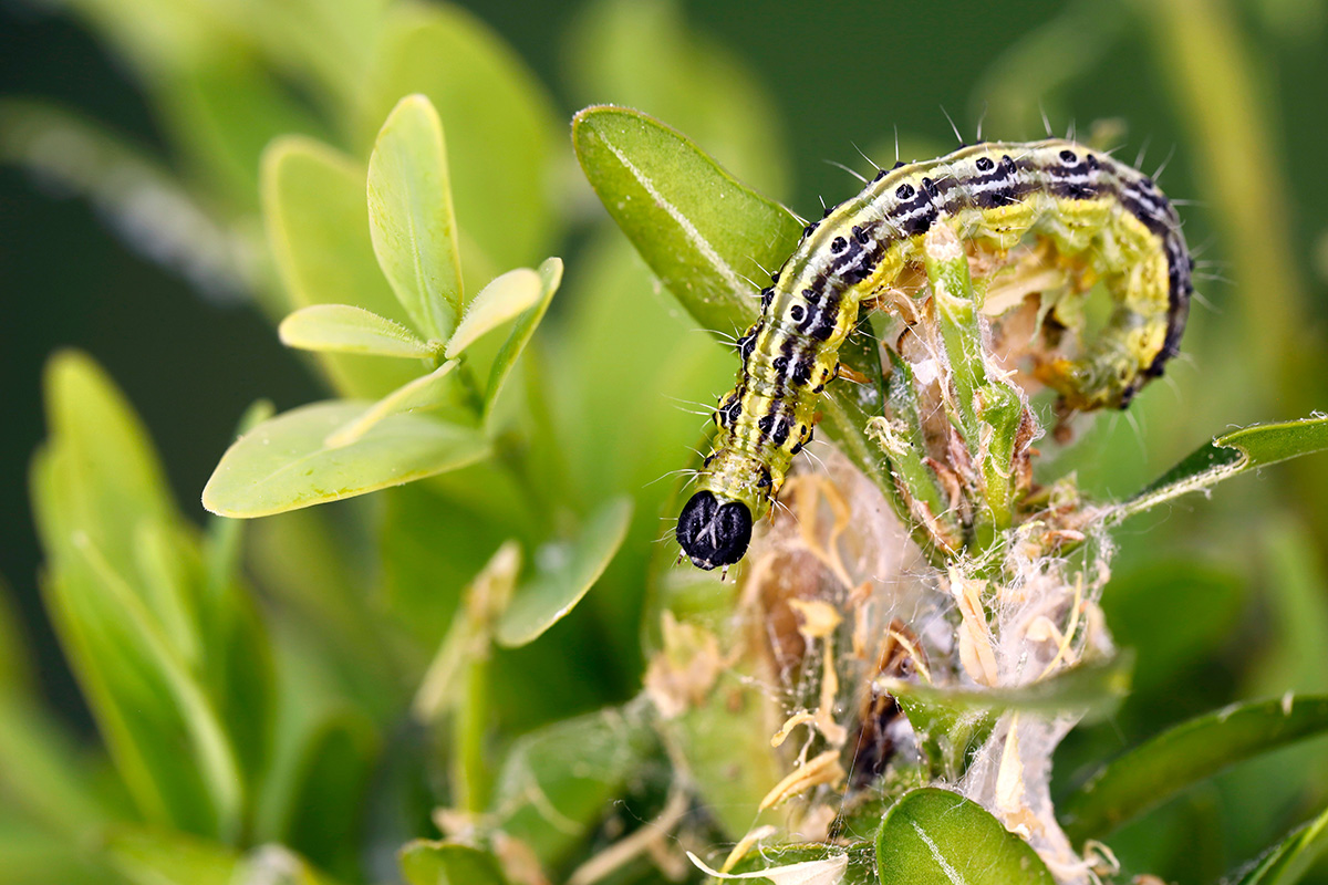 Store larver i haven: Buksbomhalvmøllarve