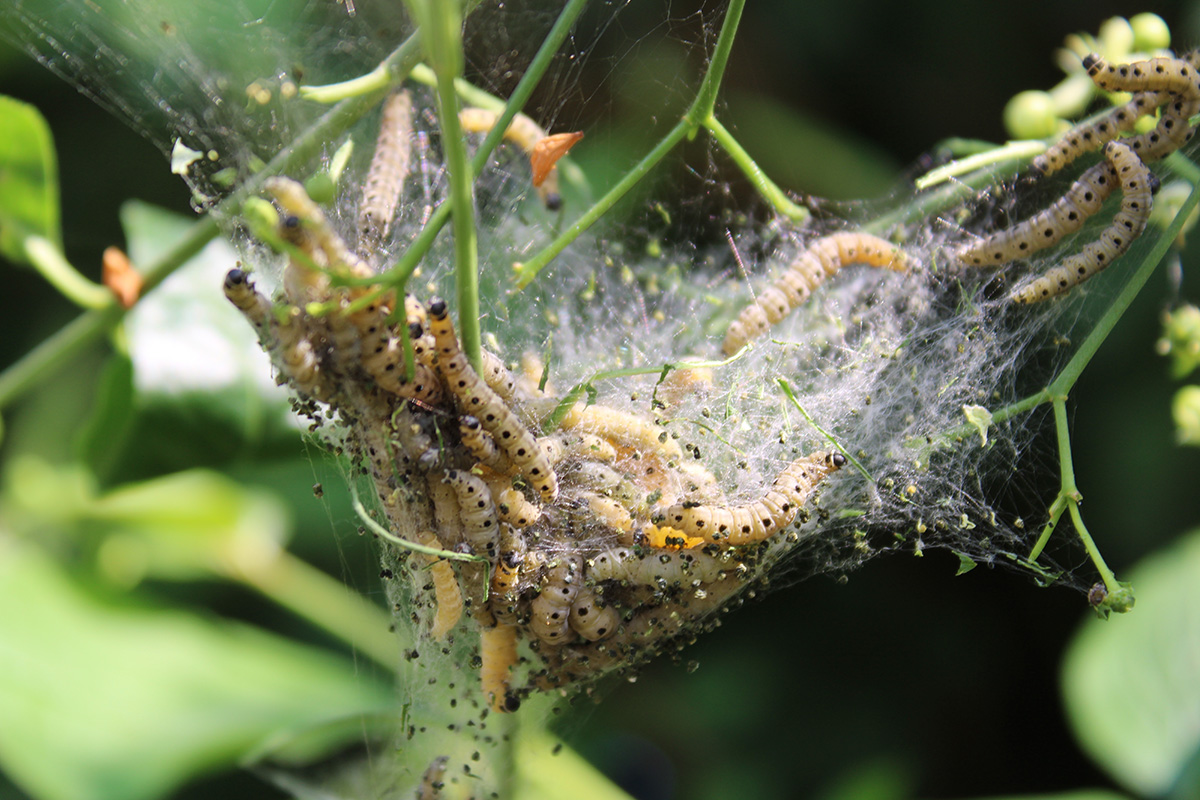 Larver i Danmark: Spindemidelarver
