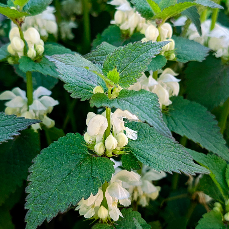 Brennesle forveksling