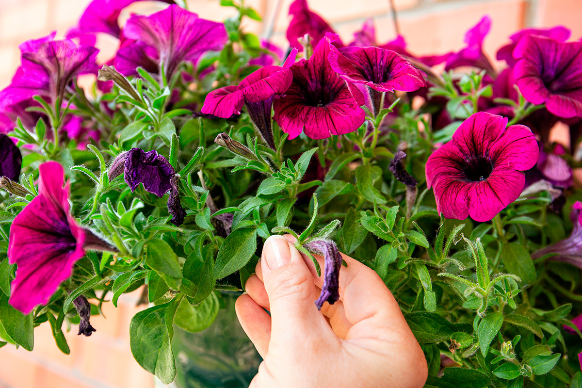 Ta bort vissna blomställningar och knoppar i trädgården i juli