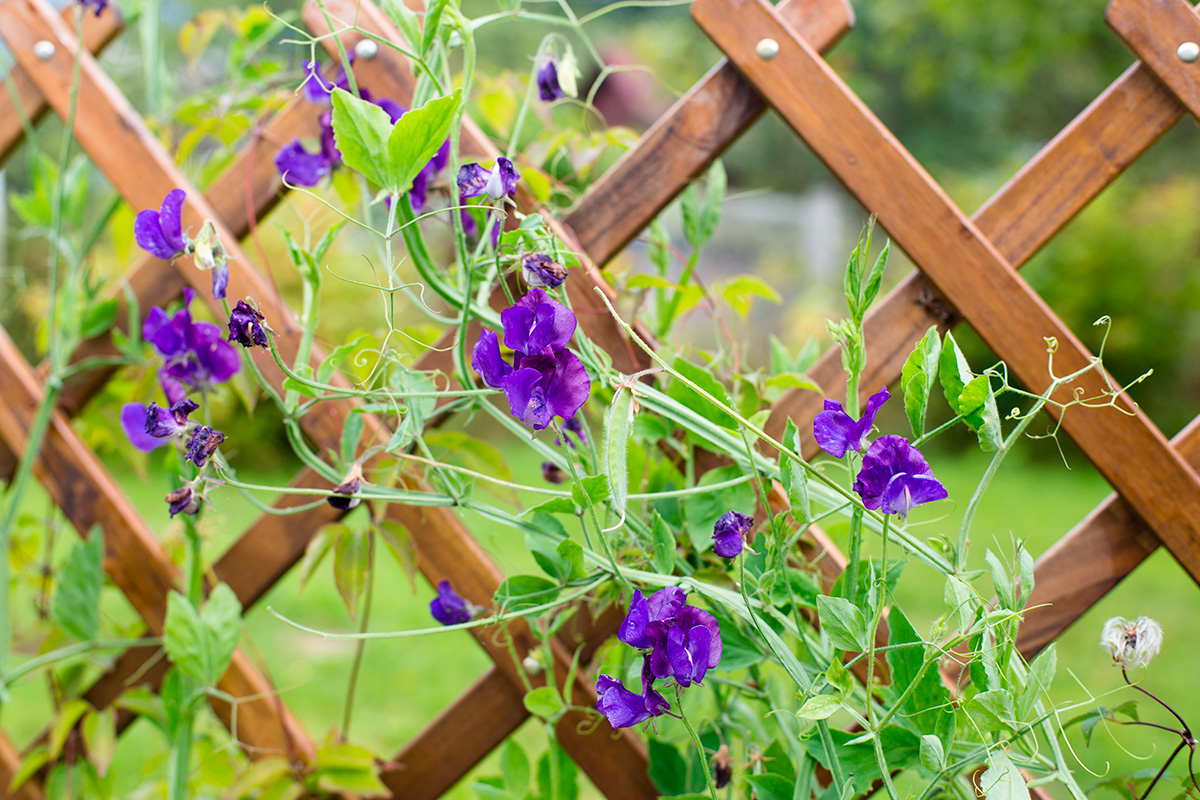 Skötsel av blommor i trädgården i juli
