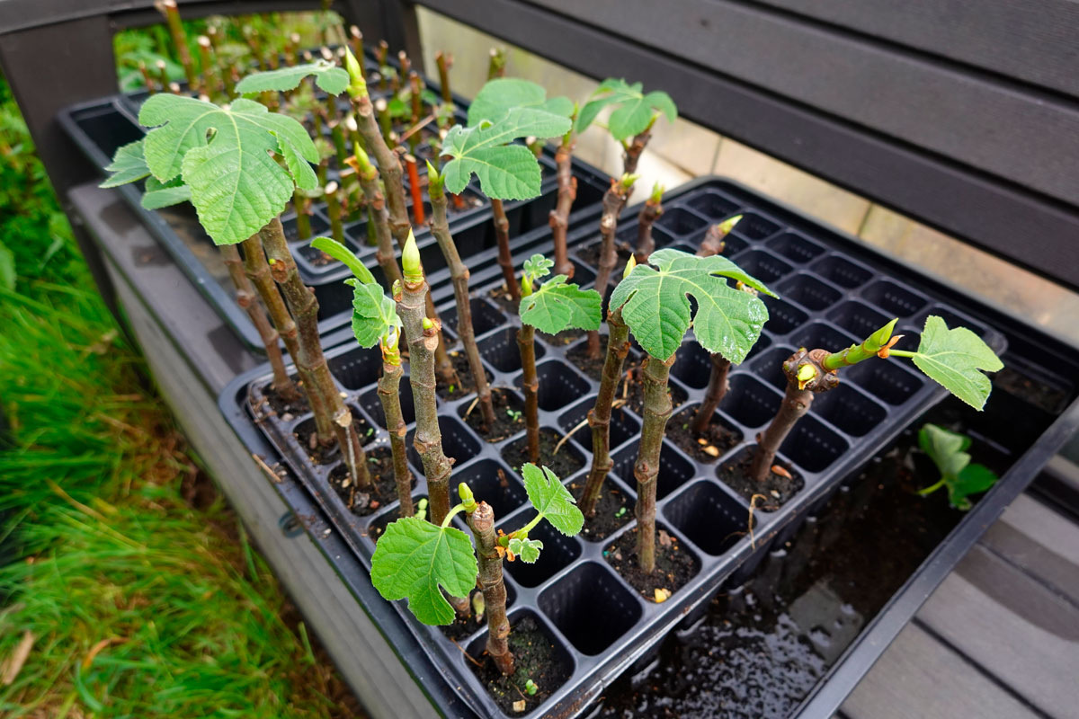 Ta sticklingar i trädgården i juli