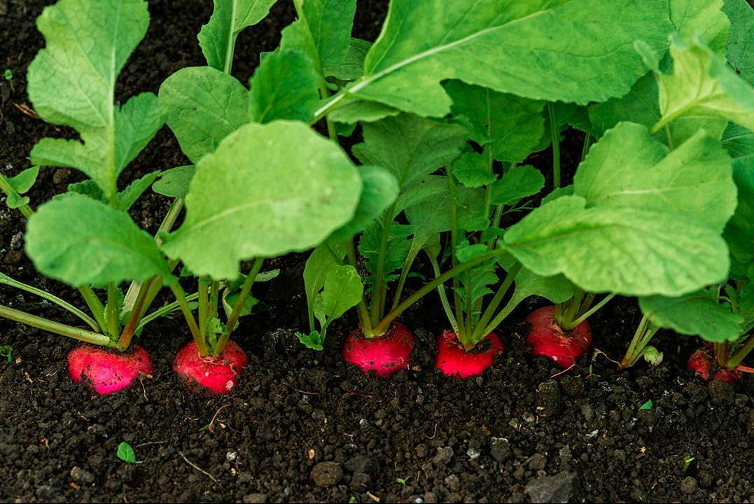 Retiisin kylväminen