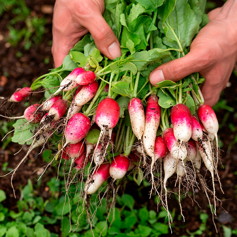 Rädisor: French Breakfast