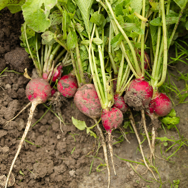 Rädisor: Cherry Belle