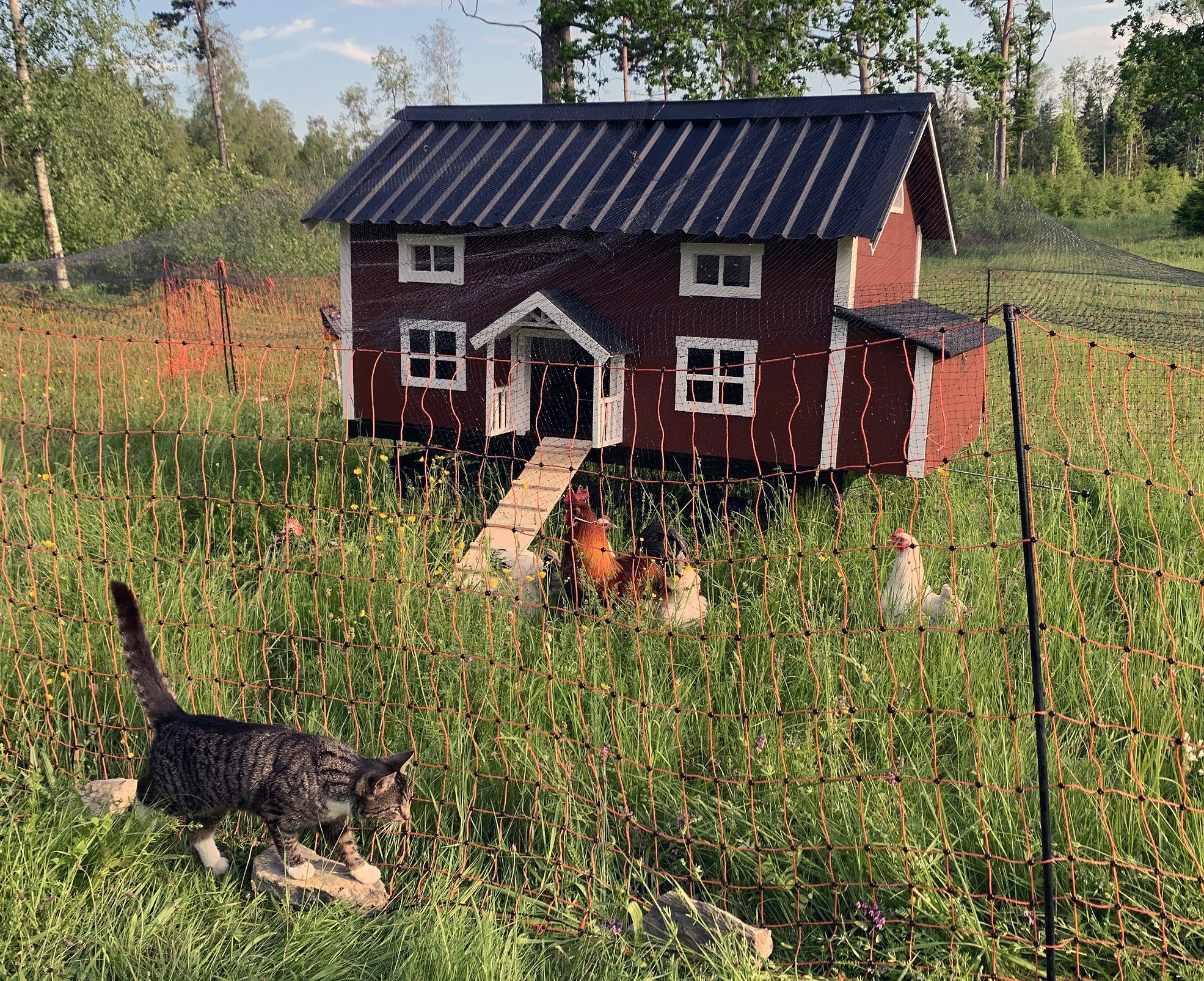 Transportabelt hønsehus på hjul