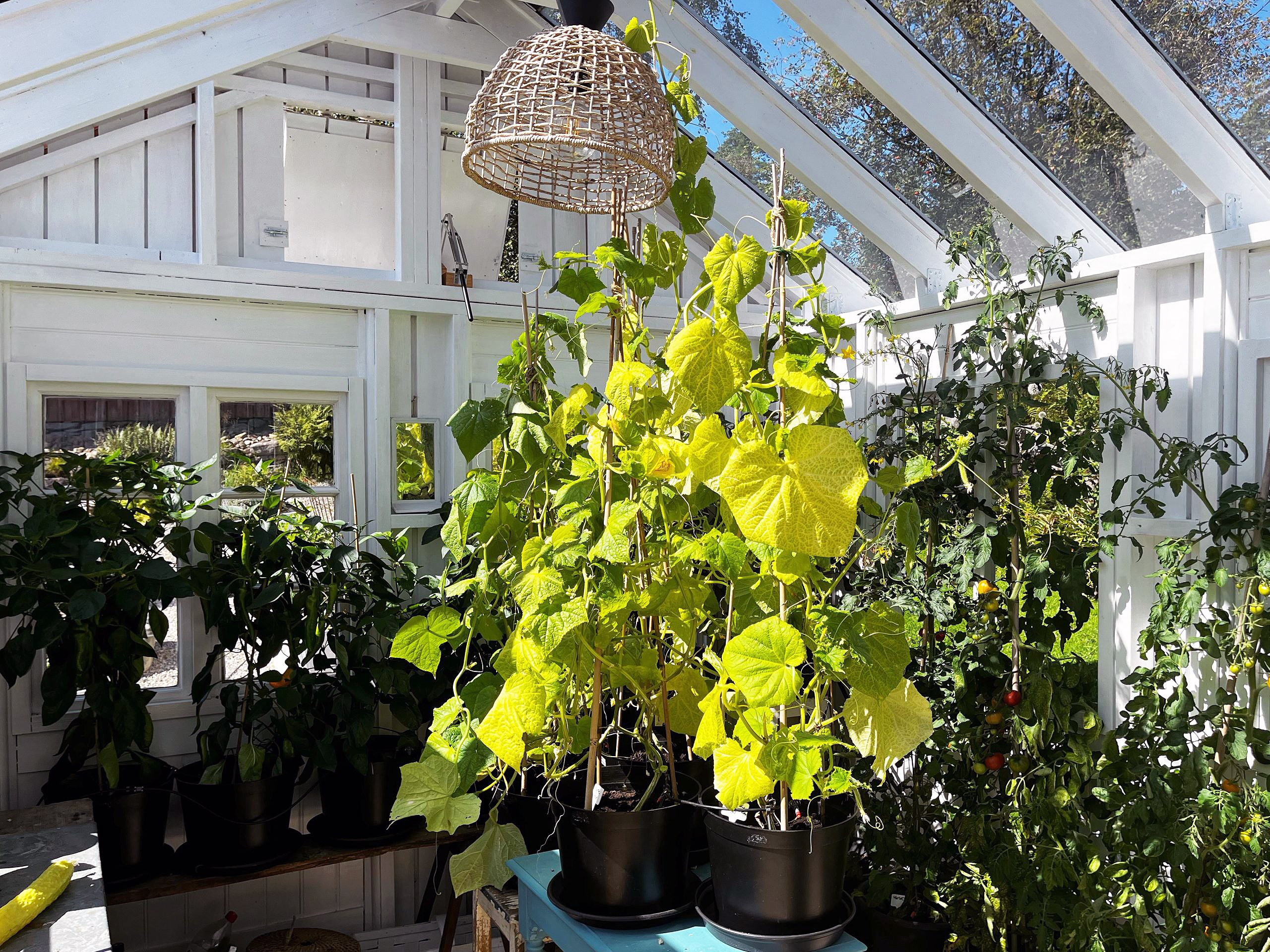 Fra lysthus til orangeri