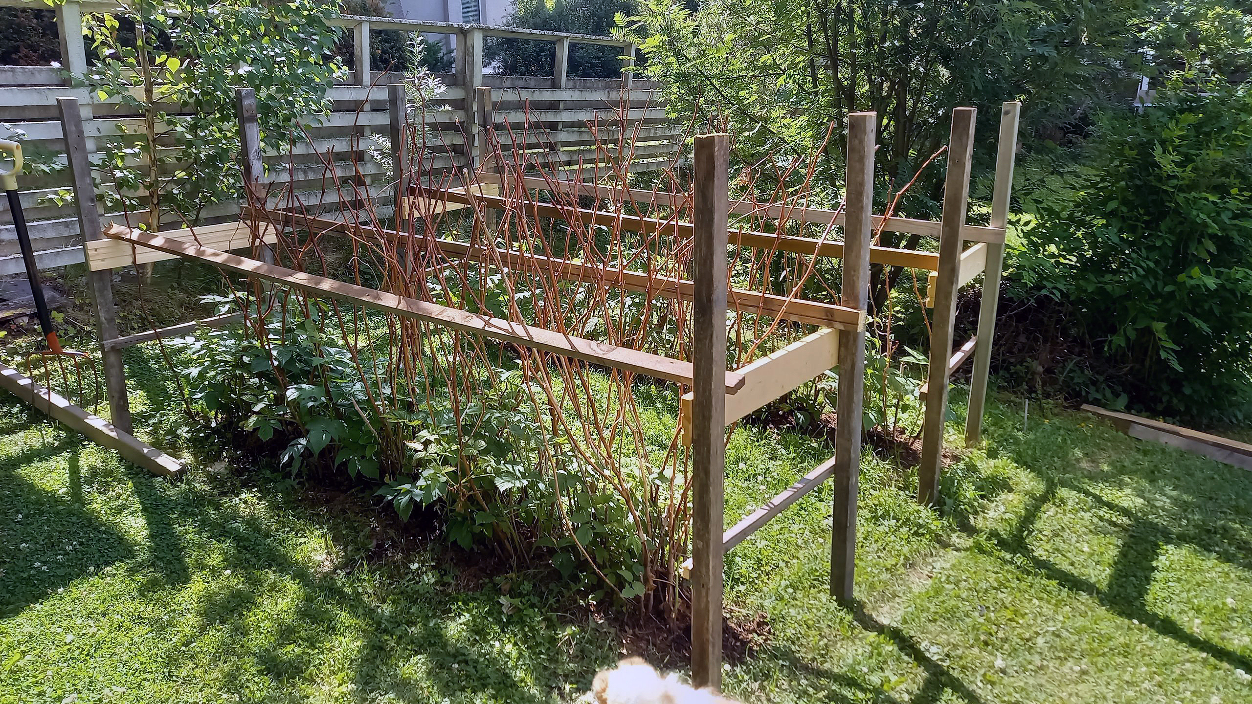 Espalie til hindbærbuske