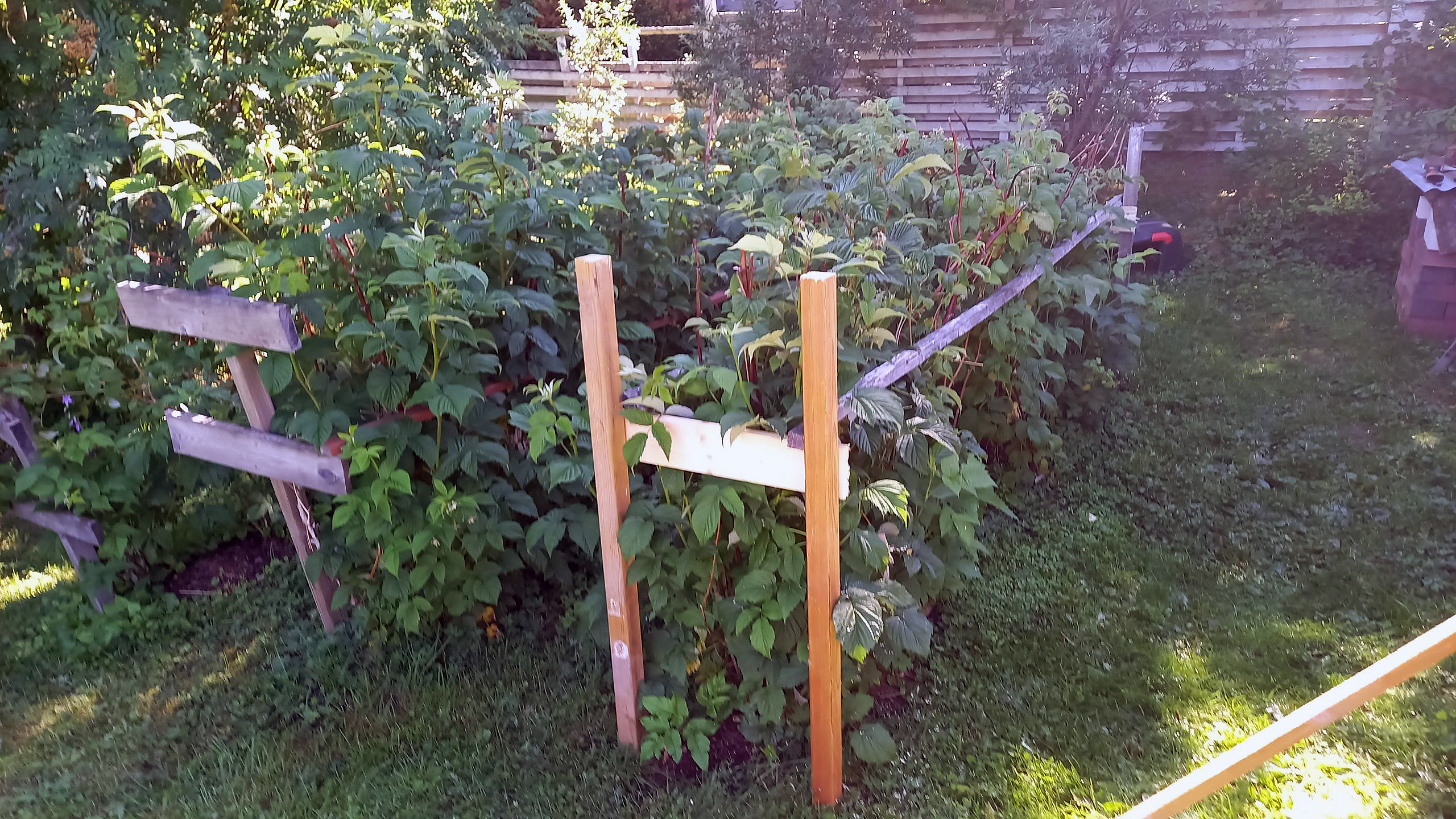 Espalie til hindbærbuske