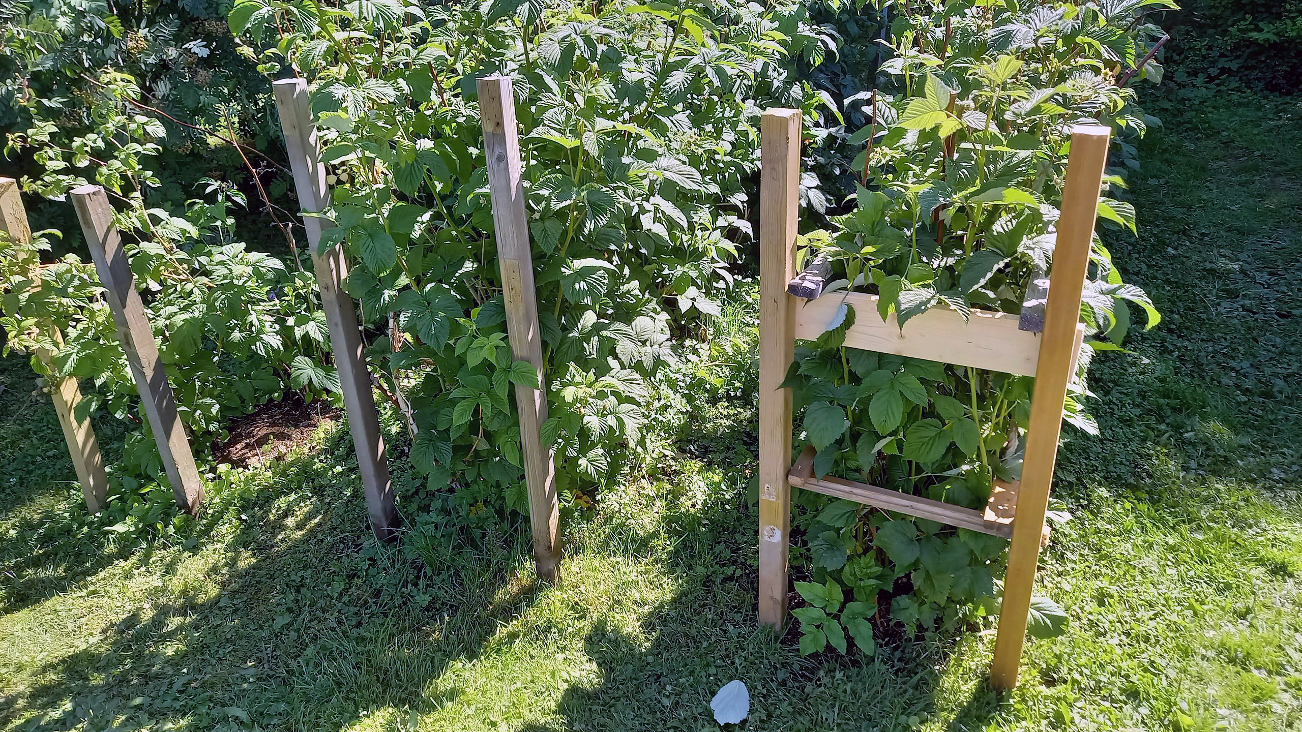 Espalie til hindbærbuske