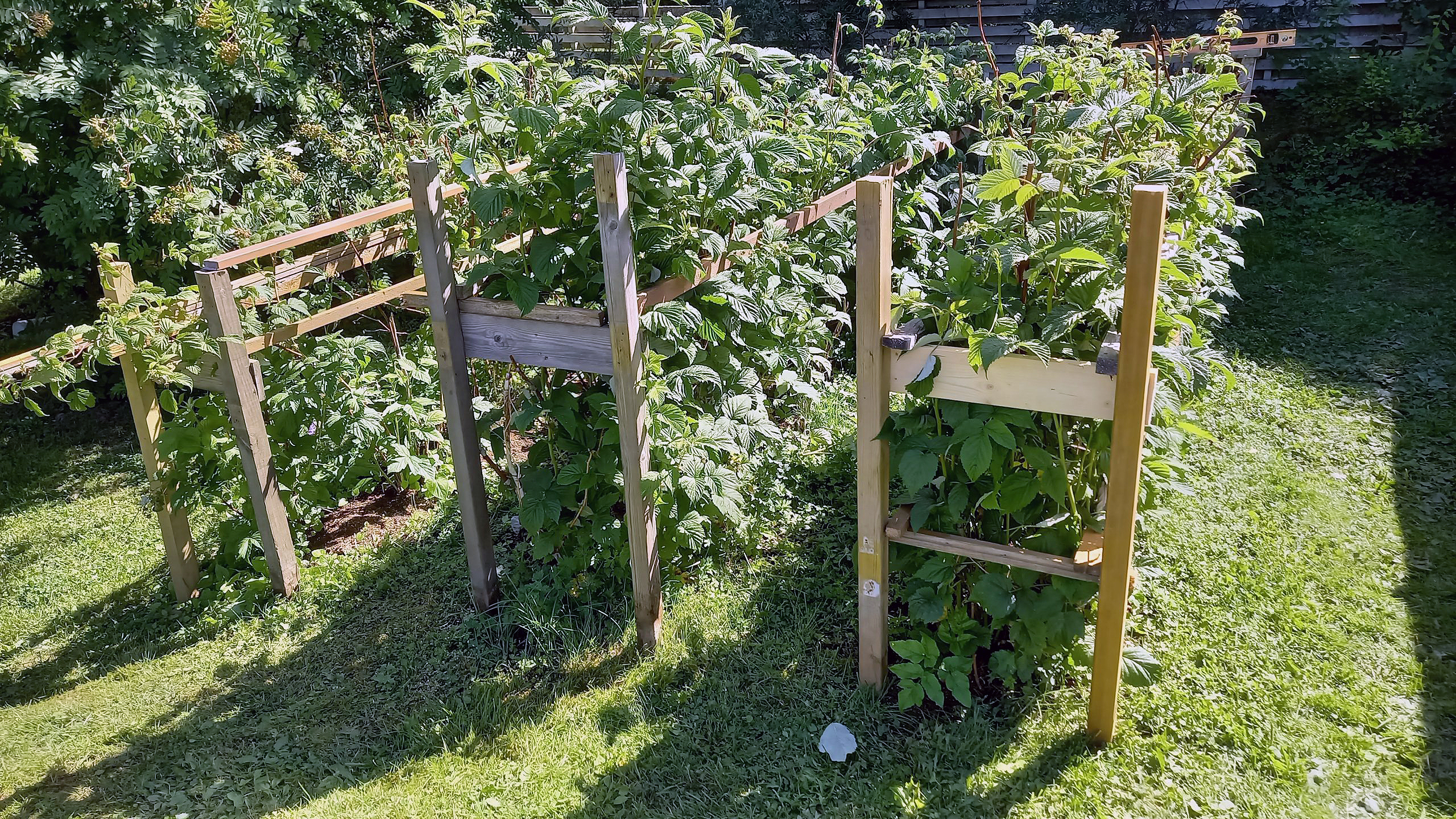 Espalie til hindbærbuske