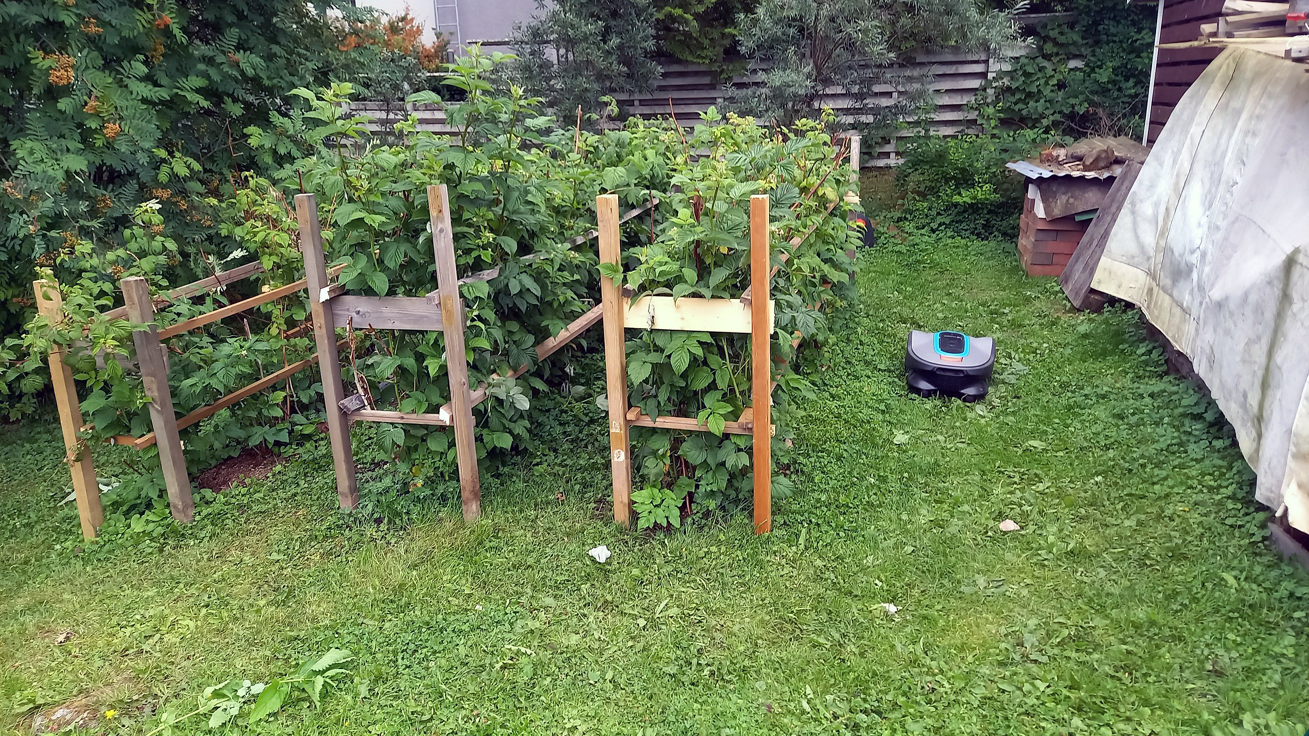 Espalie til hindbærbuske