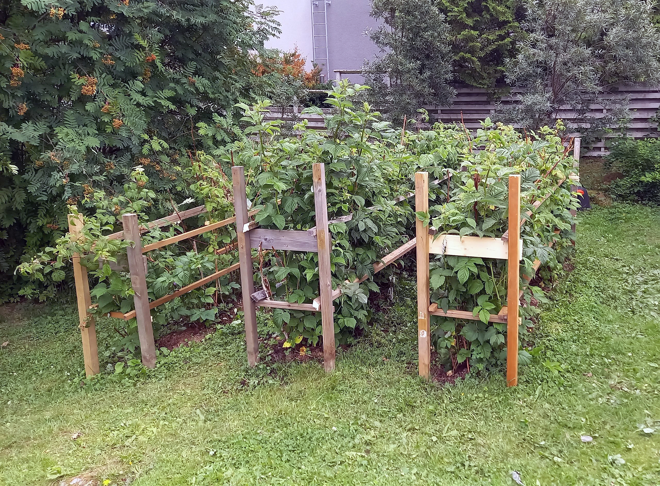 Espalie til hindbærbuske