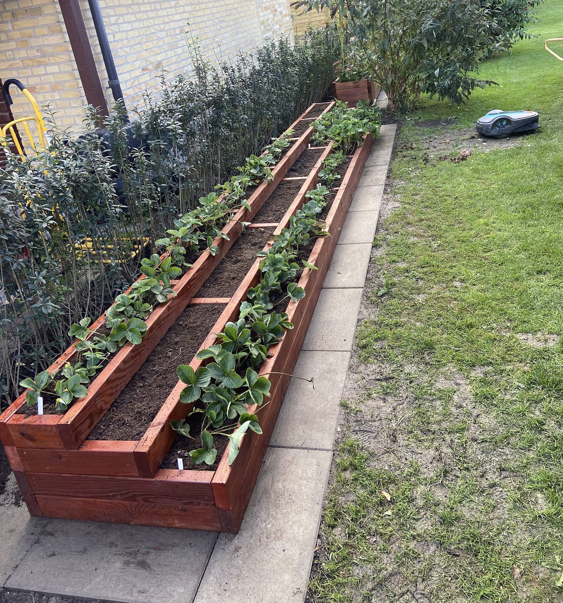 Jordbær-bed i tre niveauer