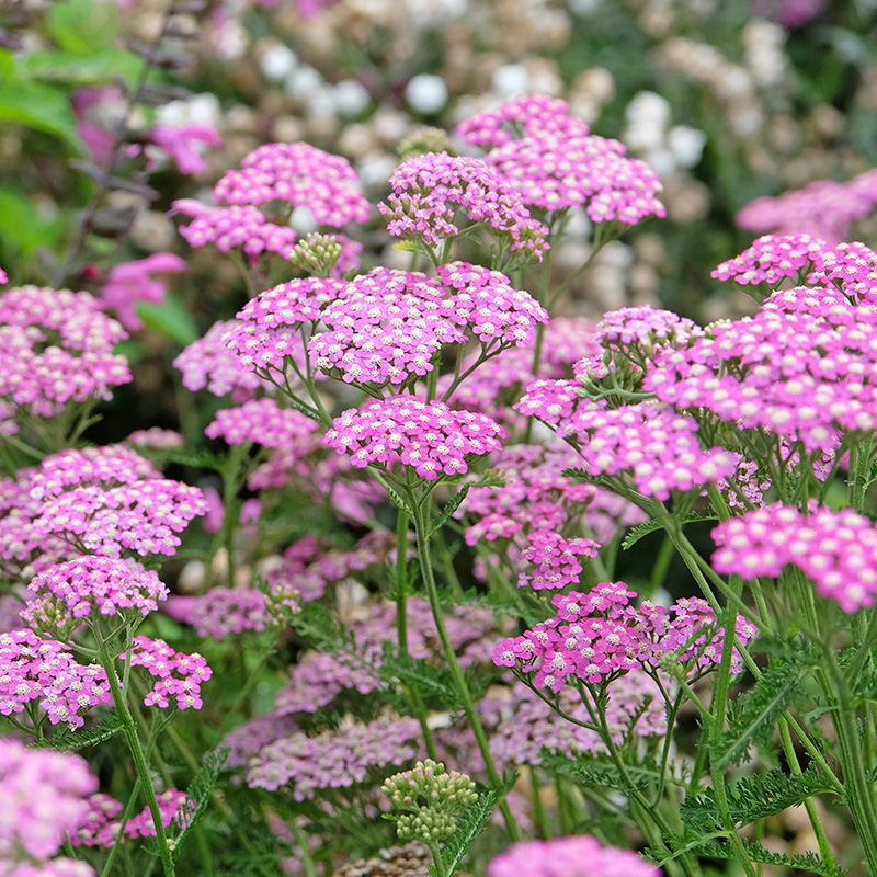 Låga perenner som blommar länge: Röllika