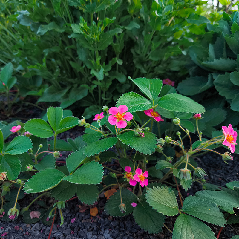 Rabatt som blommar från vår till höst: Smultron