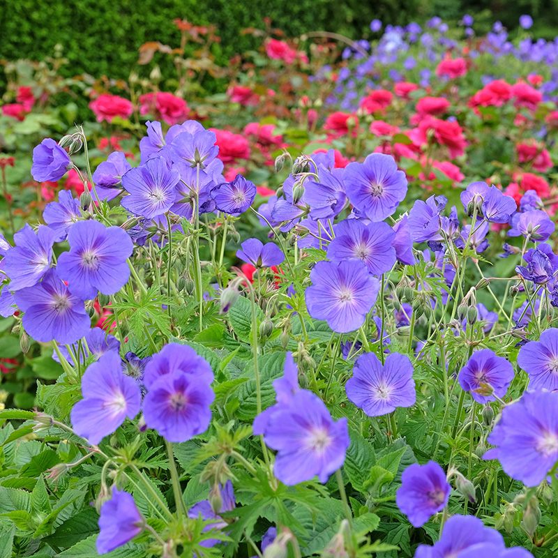 Perenner som blommar hela sommaren: Näva