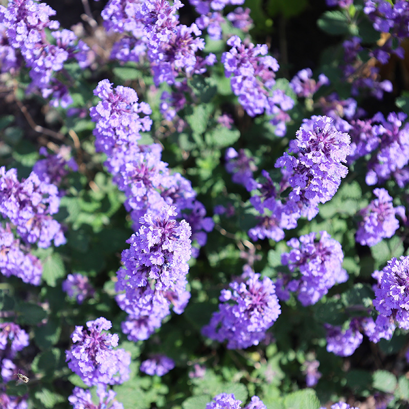 Tåliga perenner som blommar länge: Kattmynta