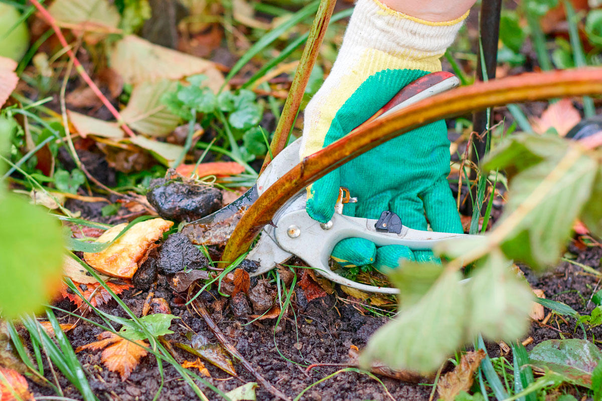 Beskjære klatreplanter, bærbusker og trær i august