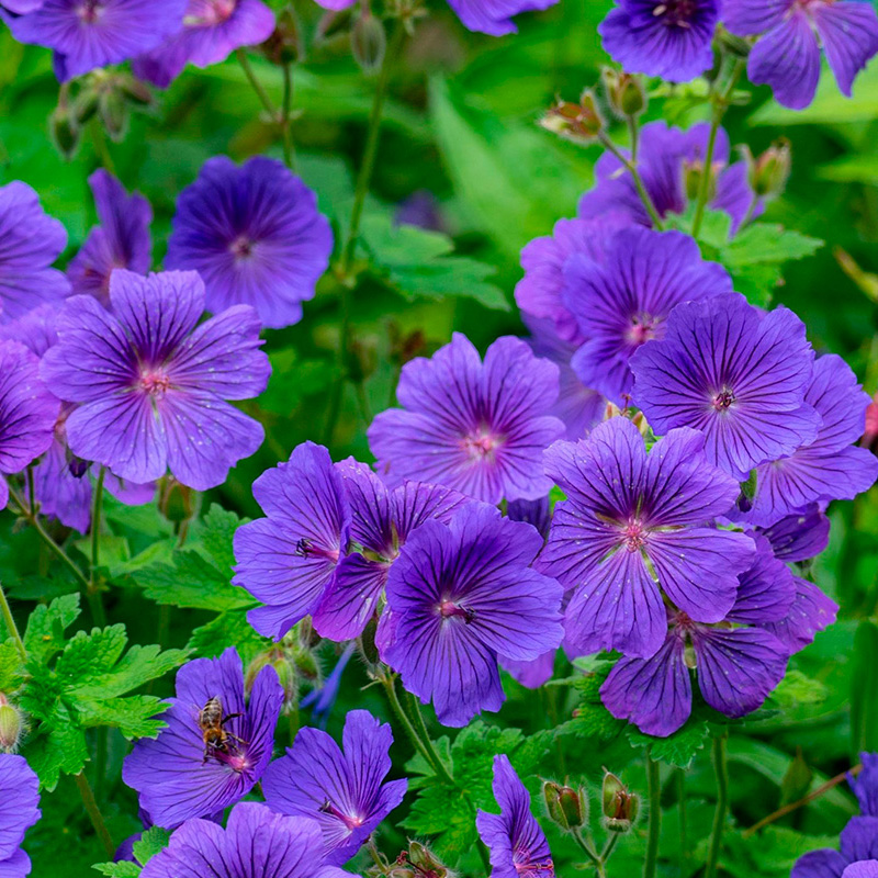 Fuld sol stauder til sol