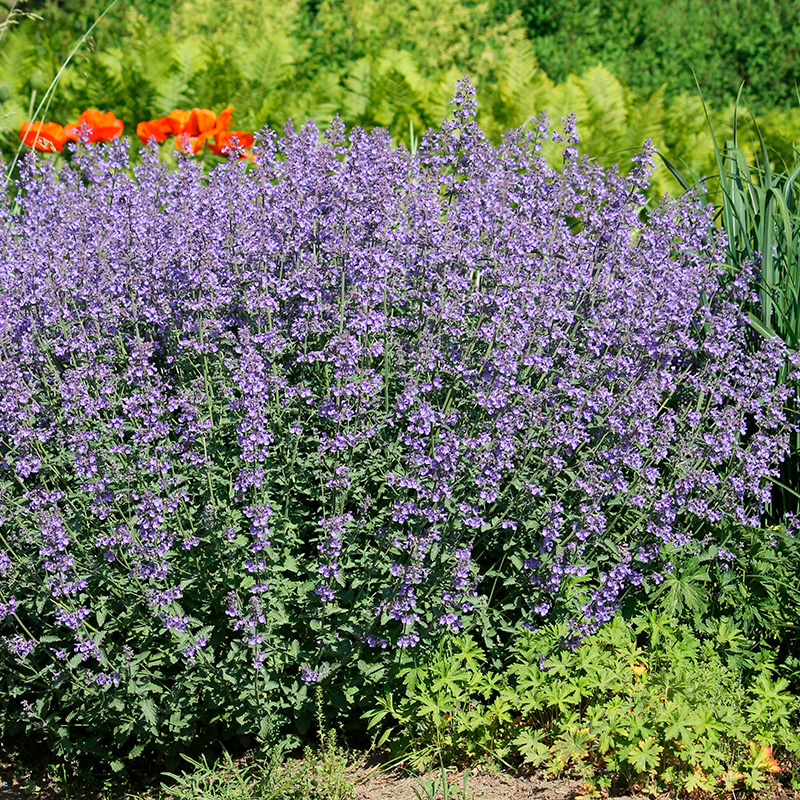 Stauder til sol og tør jord