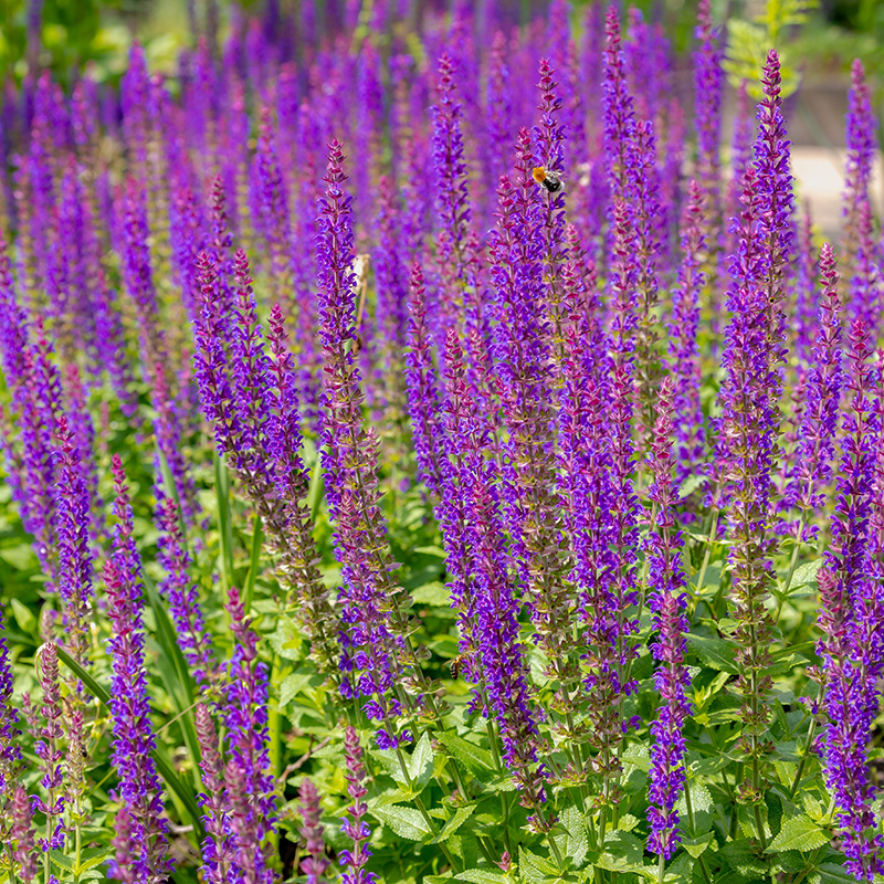 Fuld sol stauder til sol