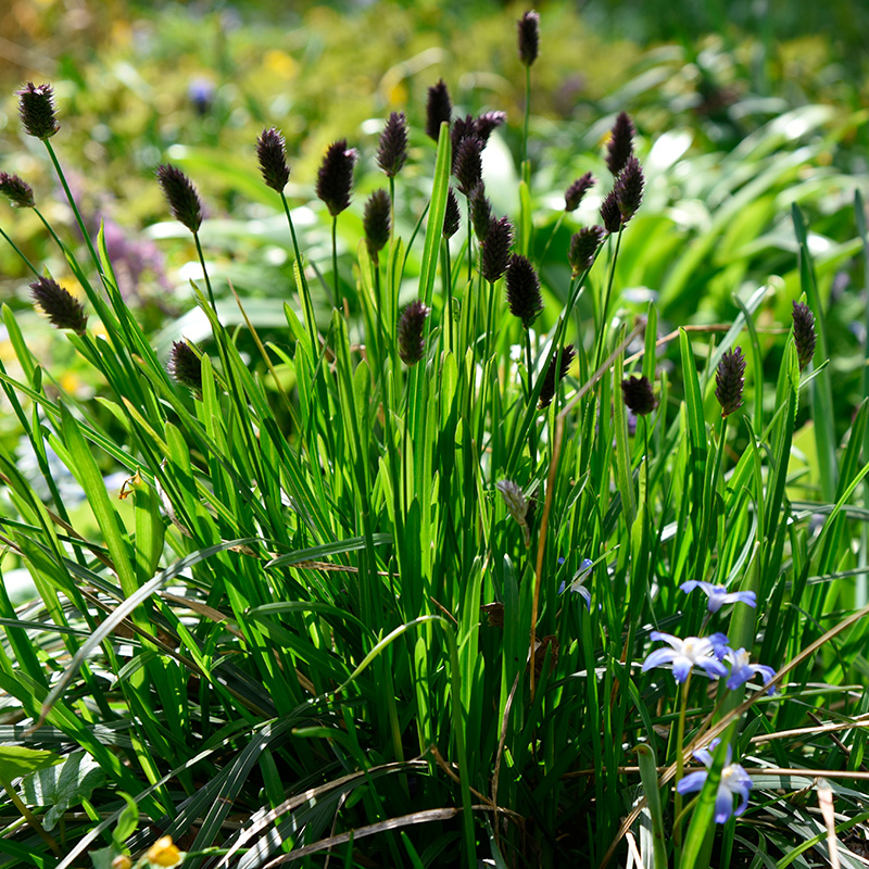 Lave stauder til sol