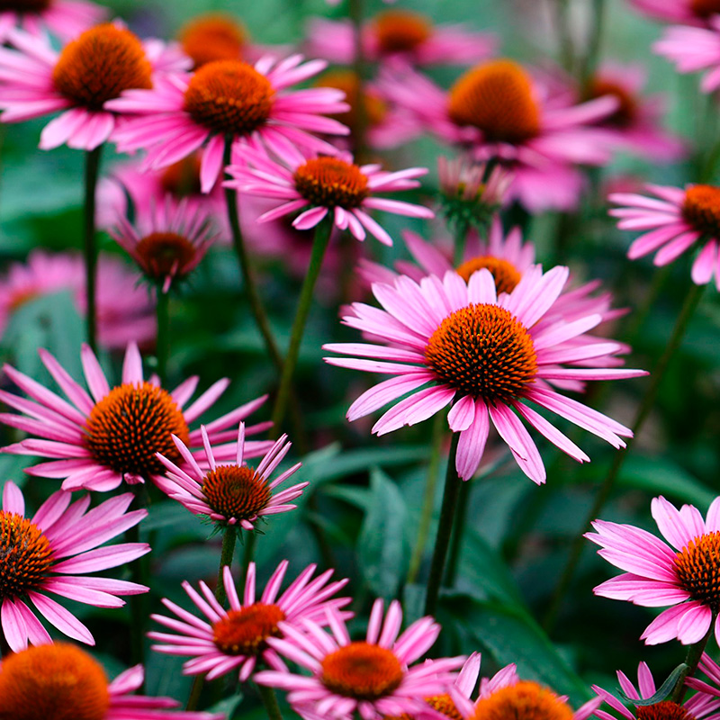Stauder der tåler fuld sol