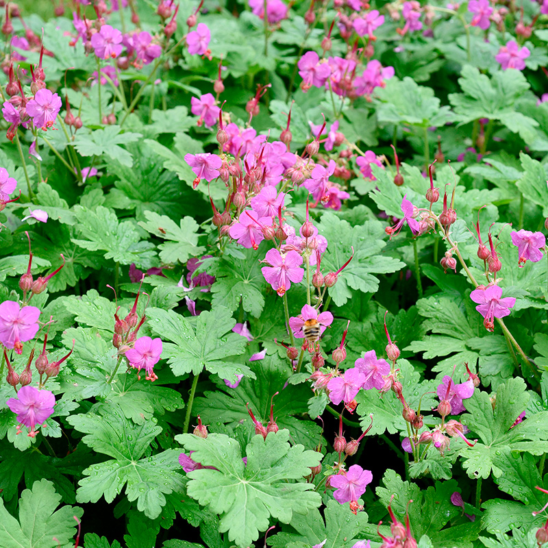 Perenner för skugga