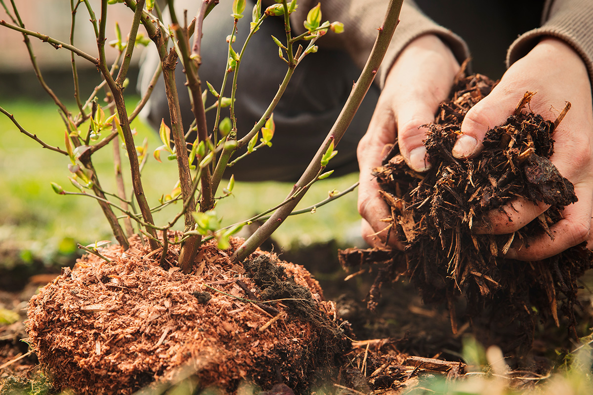Saker att göra i trädgården i september