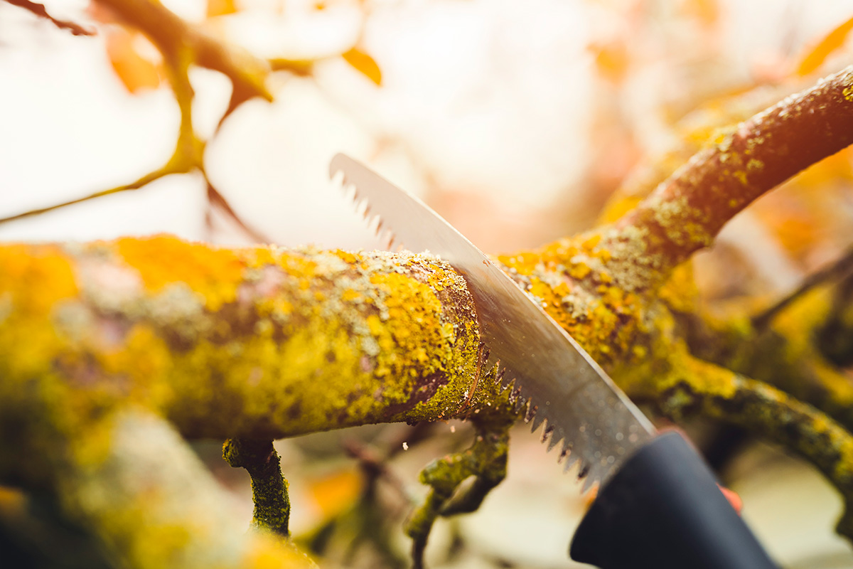 Lehtipuiden ja pensaiden leikkaaminen syksyllä