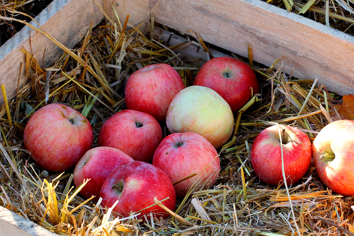 Sadon säilytys talvella