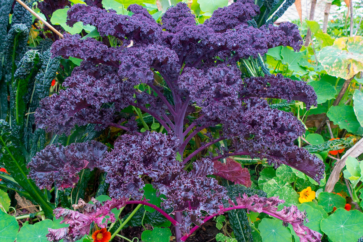 Erilaisia lehtikaaleja