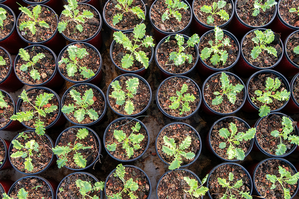 Lehtikaali kasvatus sisällä