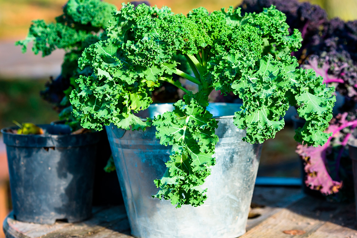 Lehtikaali ruukussa kasvatus