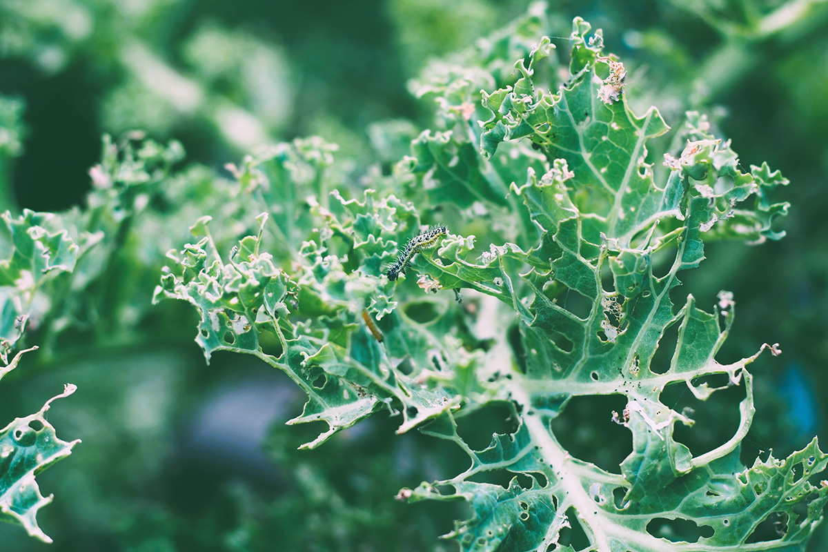 Lehtikaalin tuhoeläimet