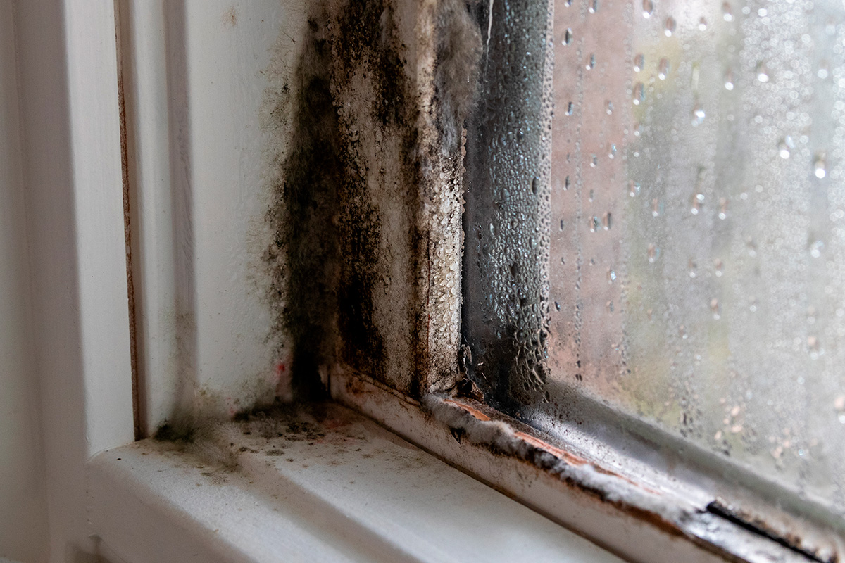 Fjern muggsopp på tre