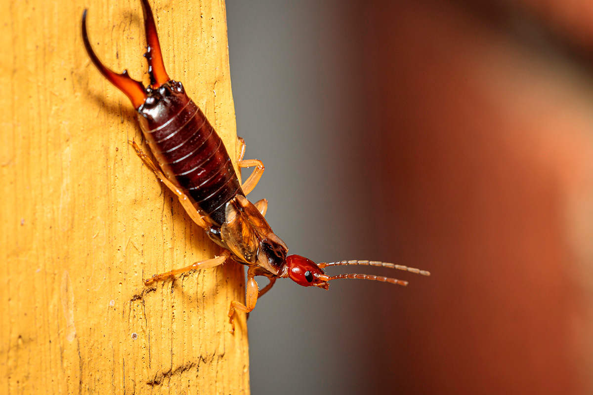 Hvordan bli kvitt saksedyr?